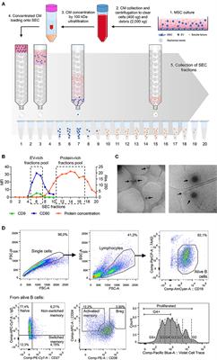 Frontiers Immunomodulatory Effect Of Msc On B Cells Is Independent Of